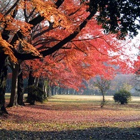 もみじ（紅葉）の綺麗なコース