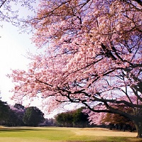 桜を満喫する代表的なコース（関東圏）